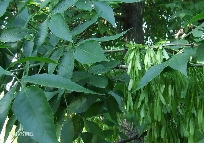新疆伊犁小叶白蜡自然保护区