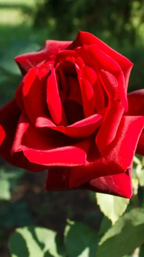 一朵红玫瑰,阳光 iphone 壁纸