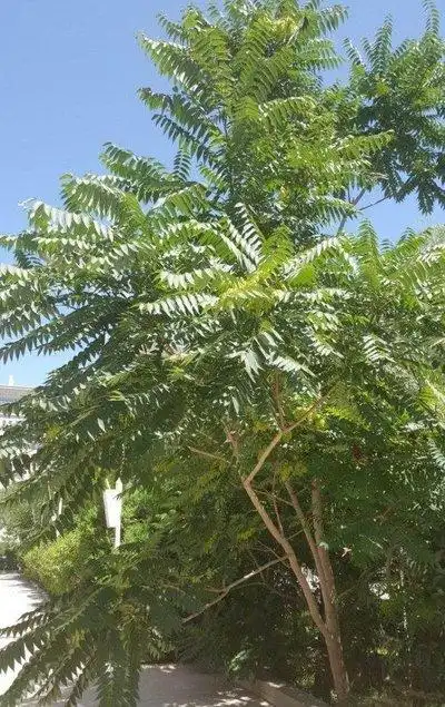 有什么样的用途?