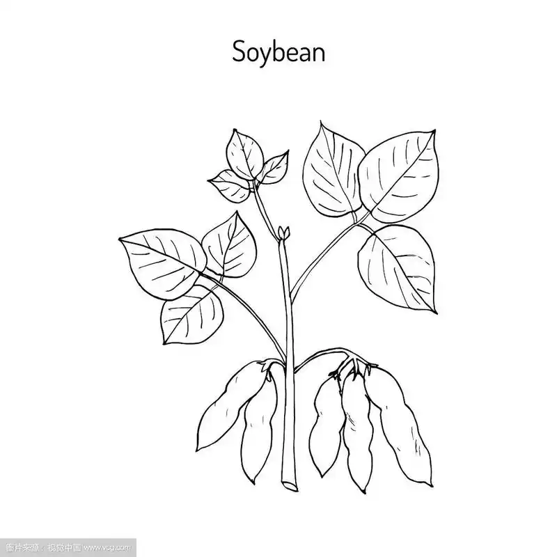 大豆手绘