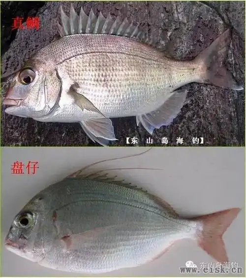 长旗鲷(四长棘鲷),俗称加蜡古等.