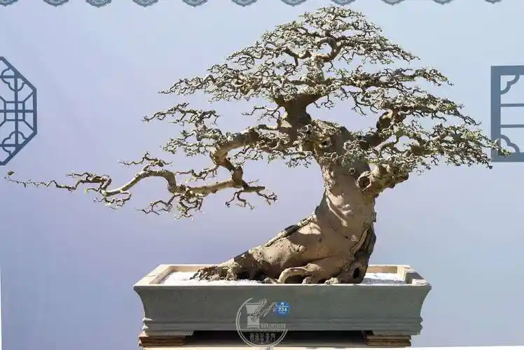 金奖盆景抢鲜看2023广西南宁盆景精品展完成评比工作