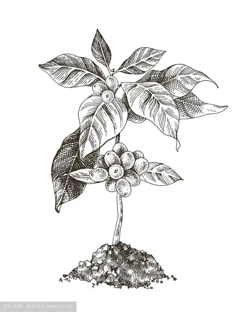 带豆的小咖啡树