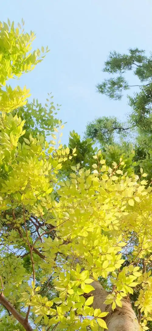 治愈系树叶壁纸背景图