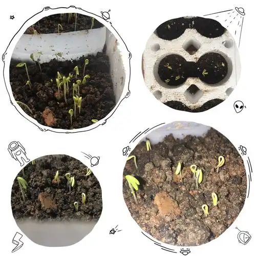 三(3)班贾竣凯. 牵牛花种植美篇