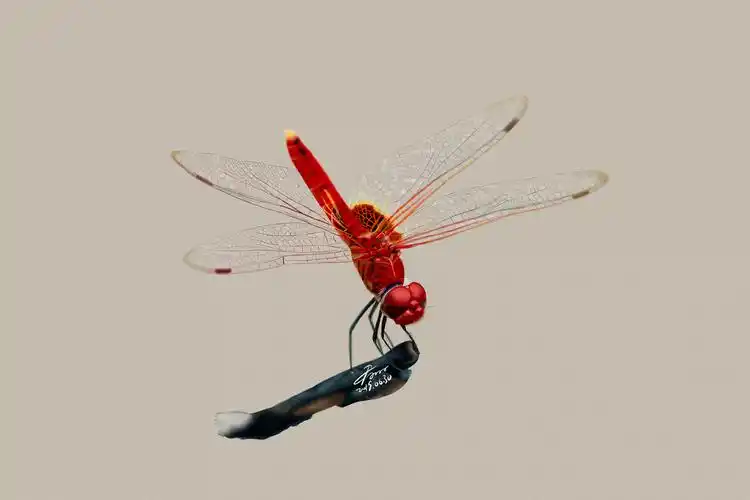 7月写实昆虫练习