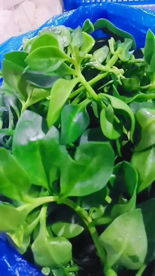 野菜田七苗,口感嫩脆,吃过的举手