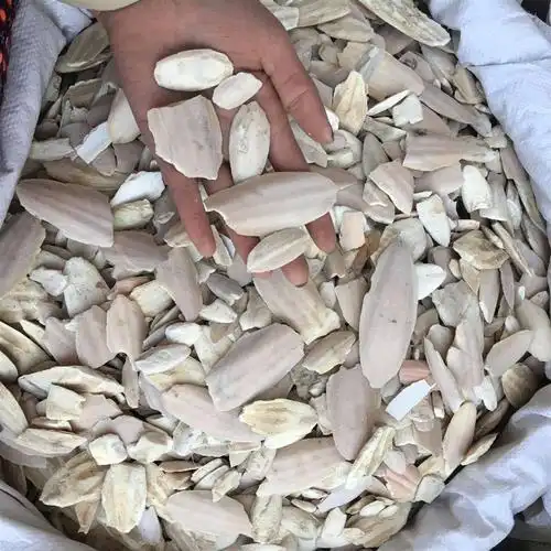 小海螵蛸 中药材批发 乌贼骨 墨鱼骨 海螵蛸