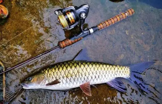 军鱼多少钱一斤(备受钓鱼人青睐的) - 价格百科