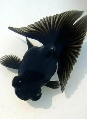 金鱼活体精品黑蝶尾五花蝶尾招财鱼