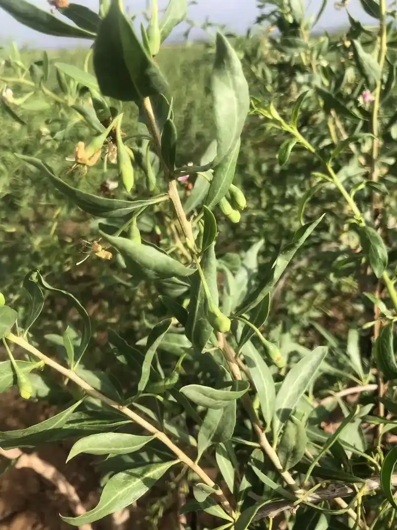 特优枸杞,杞止健康.95开花  结果  采摘  晾晒  95 - 抖音
