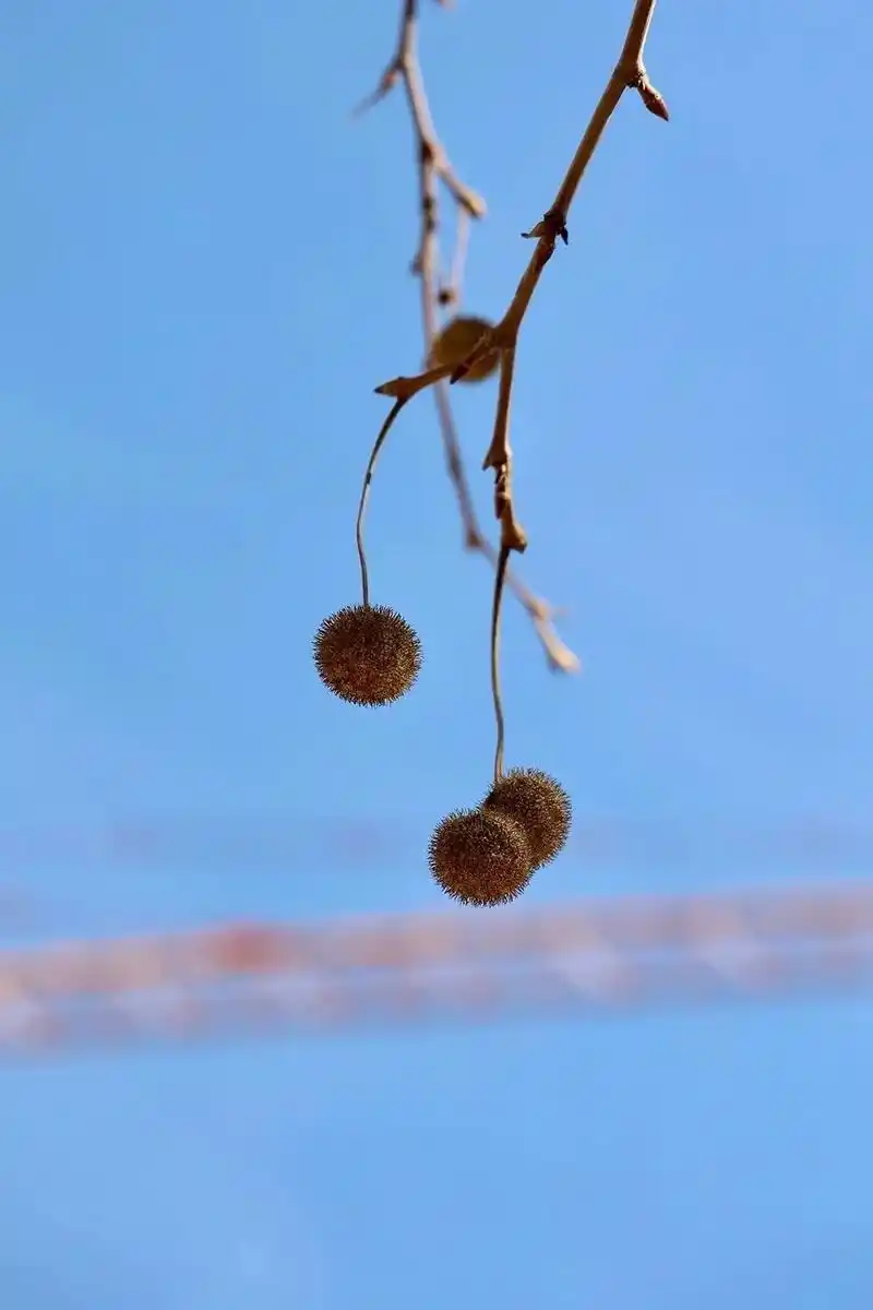 常常被误称为梧桐的悬铃木 到冬天就露出了它更加坦诚的面貌.