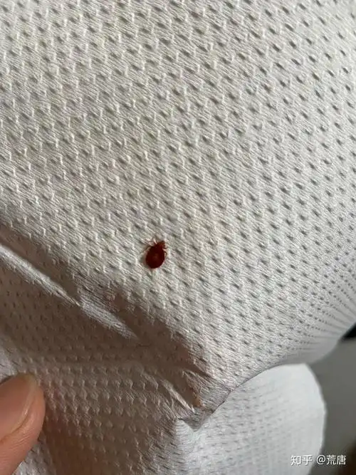 床上好多这种小虫子有知道这是什么虫的吗