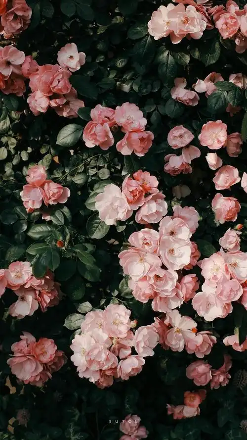 更新 壁纸 植物 花