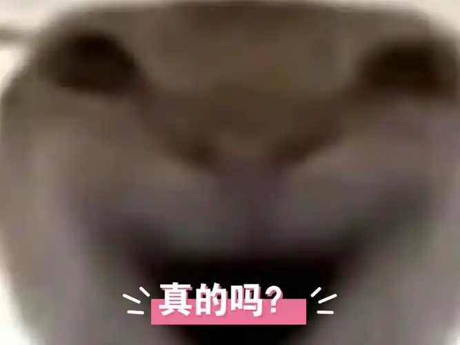 【猫脸特写】猫咪表情包大集合!| 阿米诺斯 求粉