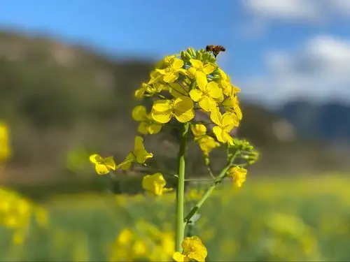 春天里最美的风景