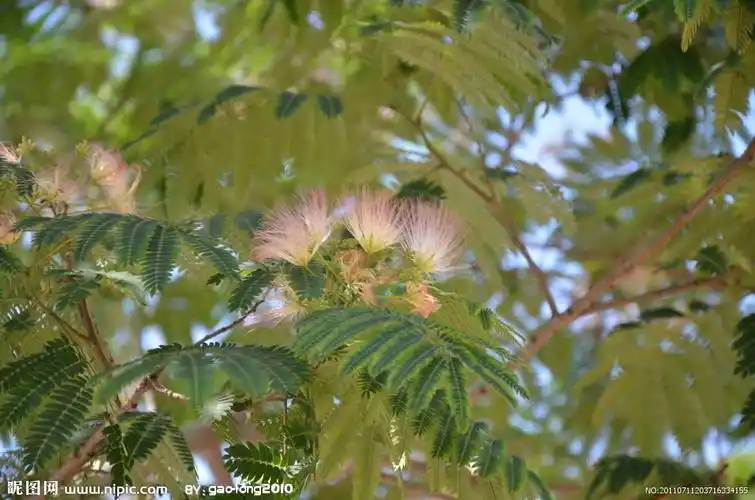 山合欢的药用特性