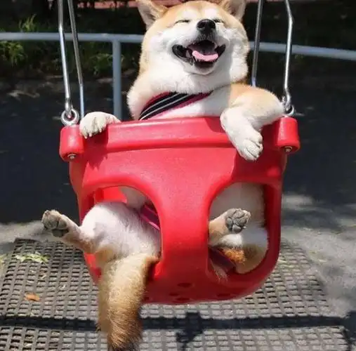 这只柴犬一坐上秋千就露出超萌笑容,网友直呼「太疗愈啦」!