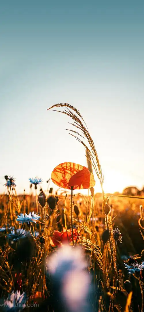 1080p无水印全屏小清新壁纸-风景壁纸 - 壁纸之家