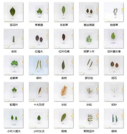 植物标本本真树叶附名名称卡片认知幼儿园生物书签