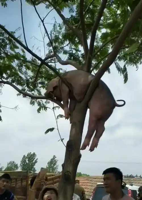 男人靠得住猪都得上树现在相信男人吧