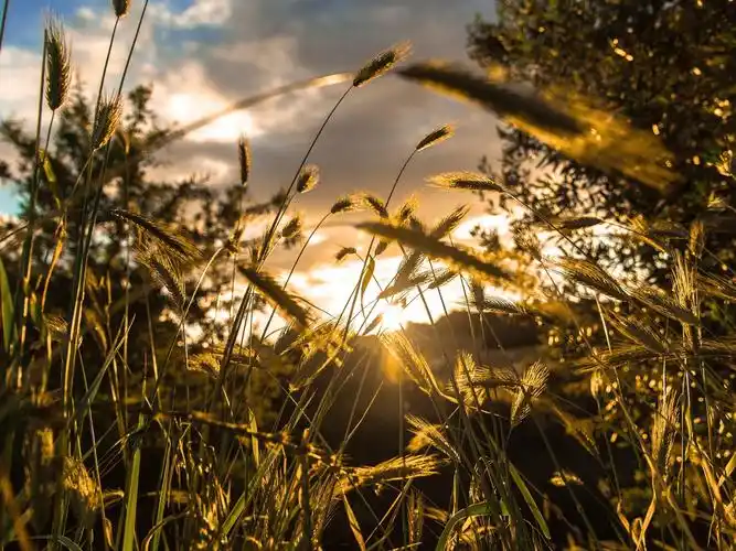 光,草,背景虚化,阳光 壁纸