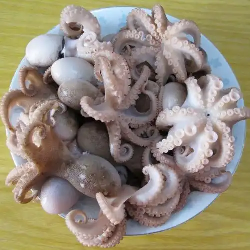 网红小八爪鱼鲜活速冻八爪鱼迷你八爪鱼去牙去脏八爪鱼新鲜小章鱼 原