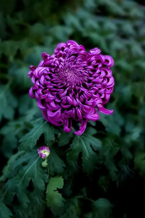 【2020美篇年度优秀摄影作品曁优秀摄影师评选】投稿(一)菊花赞(花卉