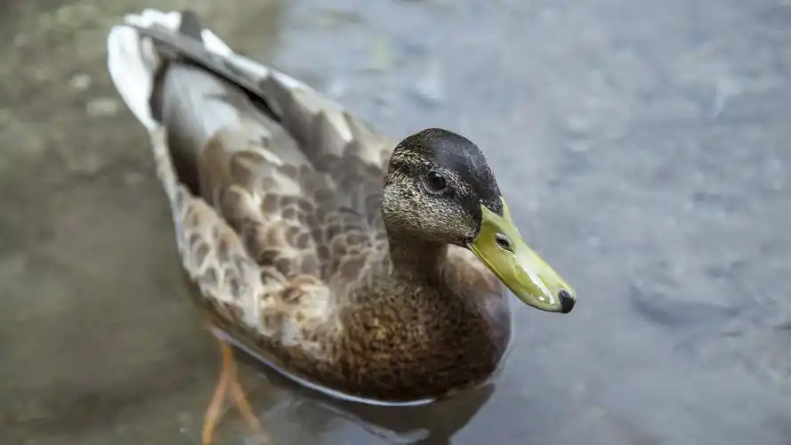 鸭子在水中 壁纸