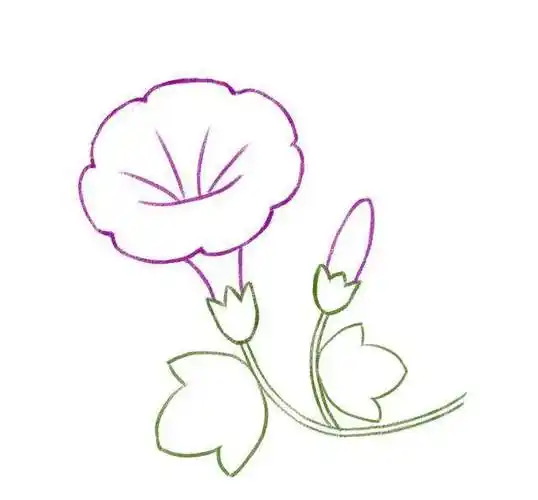 牵牛花简笔画 牵牛花简笔画彩色藤蔓