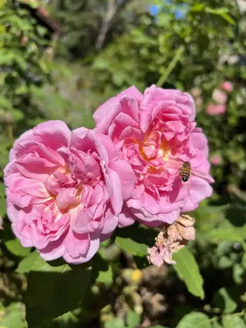 进口保加利亚大马士革玫瑰报关流程「建议收藏」