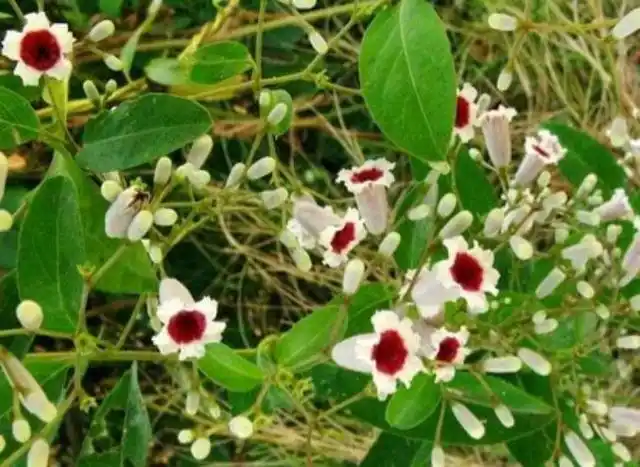 鸡屎藤是一种什么样植物?