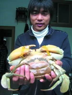 巨大青蟹重身长达20多厘米