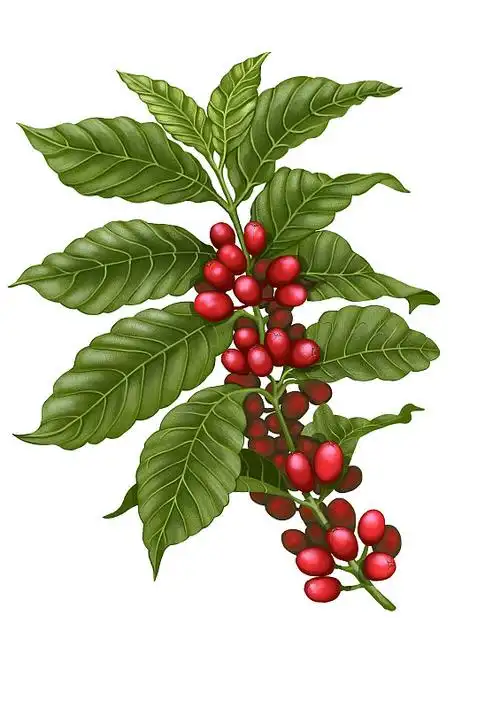 咖啡树及咖啡豆插画图片下载