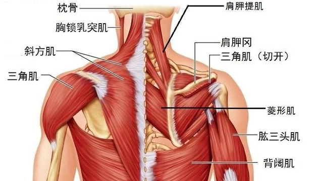 7个动作不妨一试|哑铃|背部肌肉|李小龙|肌肉|蝙蝠|杠铃