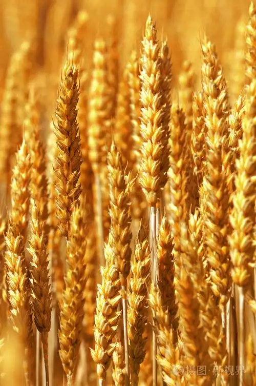 黄金麦穗