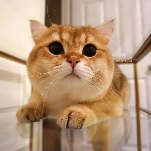 金色英国短毛猫圆圆的包子脸大眼睛超可爱