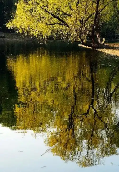 新民摄友共青森林公园随拍