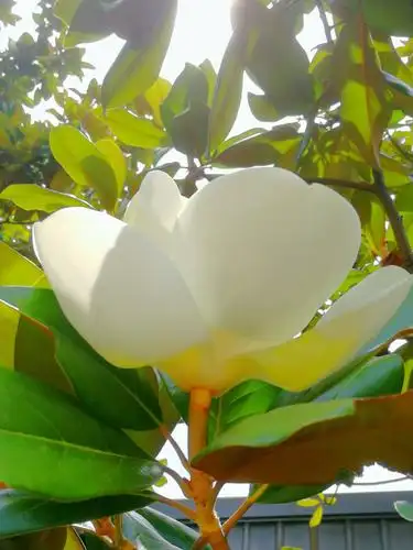 洁白的广玉兰花