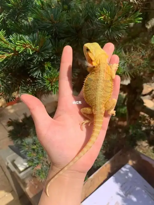 鬃狮蜥  #爬宠  #鬃狮蜥蜴