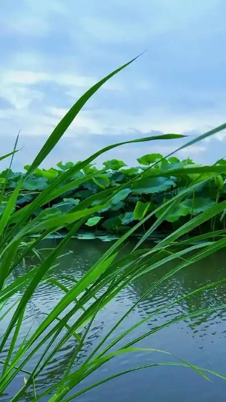 清新淡雅,远离喧嚣,找一处宁静,安抚无畏之心_手机新浪网