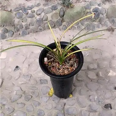 蕙兰艺草朱金黄中透