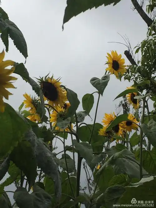 金灿灿的向日葵面向阳光,积极向上,不畏严寒,美丽绽放.