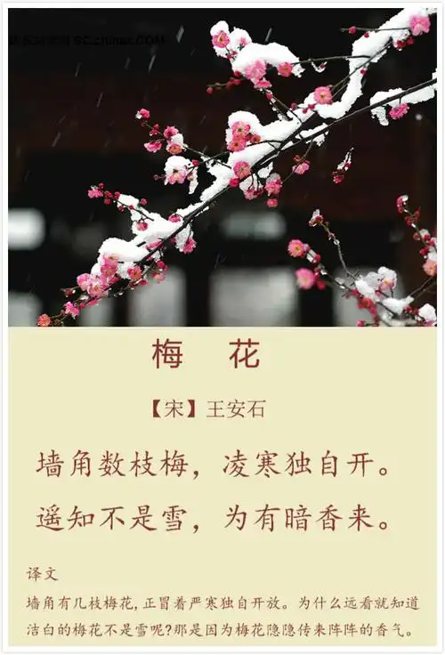 赏析梅花宋王安石