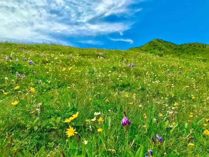 2020年7月4日驼峰户外96位队员格桑花大草原精彩美篇(四)