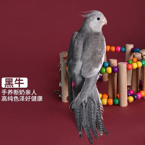 笼学说话唱歌手养玄凤鹦鹉活鸟活体亲人观赏宠物断奶幼鸟红脸派 黑牛