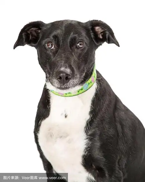 中型黑白杂交犬