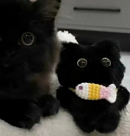 喵星人363436373039猫咪情侣头像