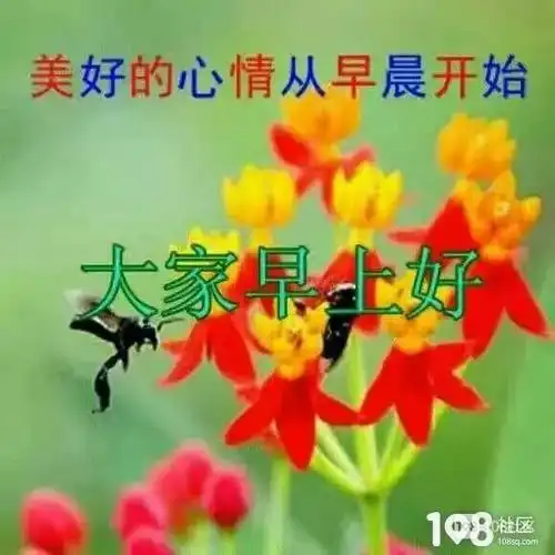 亲爱的朋友们大家早上好