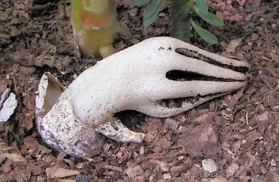 快讯:大自然里的"恶魔手指"——阿切氏笼头菌